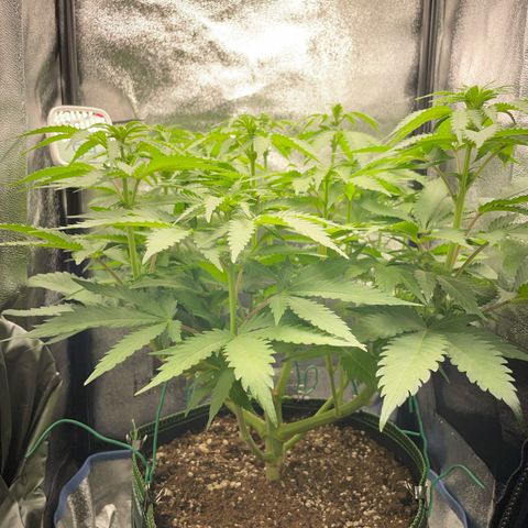 Diana growlog timeline photo