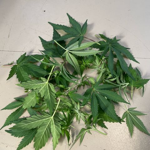 Diana growlog timeline photo