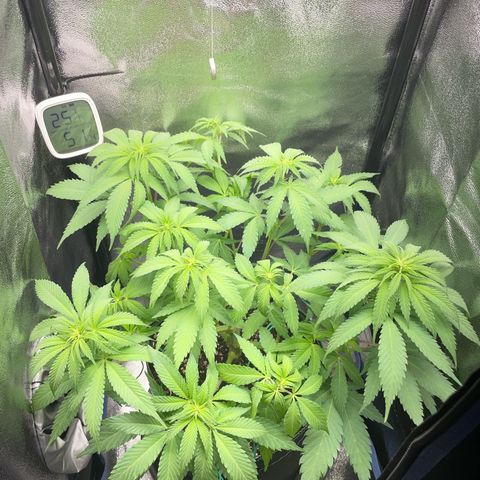 Diana growlog timeline photo