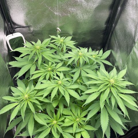 Diana growlog timeline photo