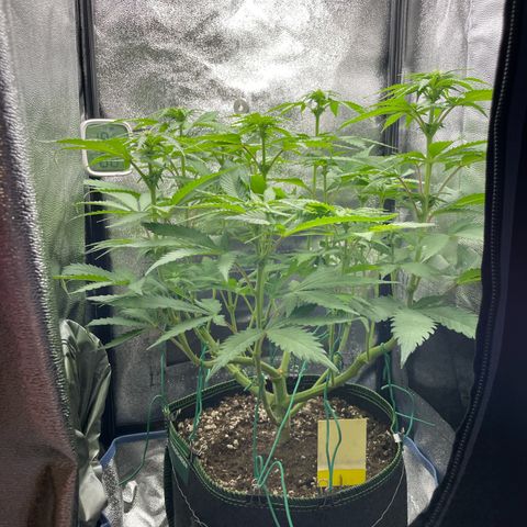 Diana growlog timeline photo