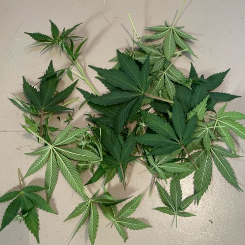 Diana growlog timeline photo