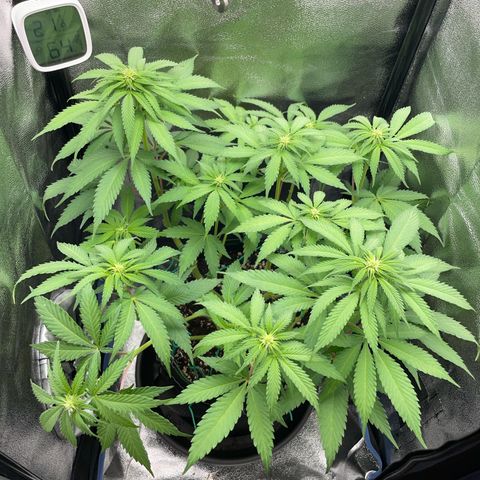 Diana growlog timeline photo