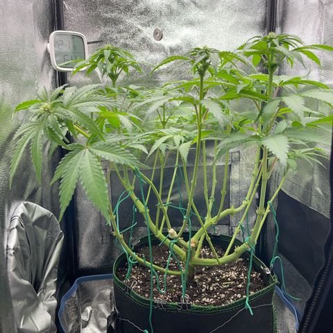 Diana growlog timeline photo