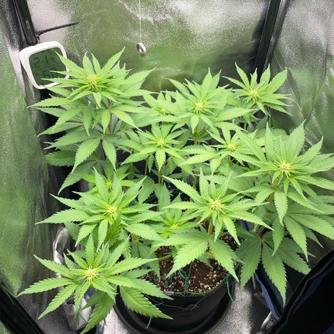 Diana growlog timeline photo