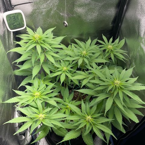 Diana growlog timeline photo