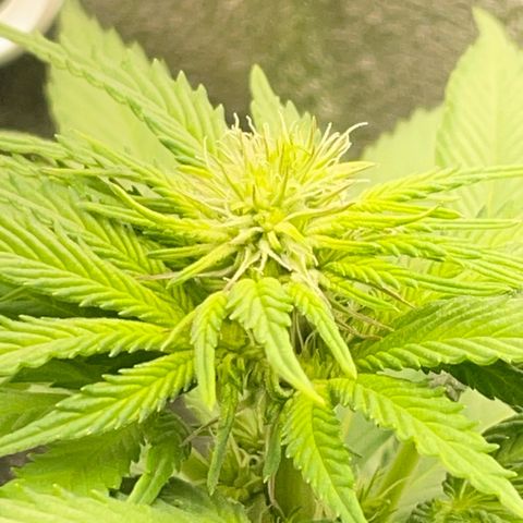 Diana growlog timeline photo