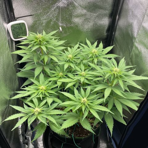 Diana growlog timeline photo