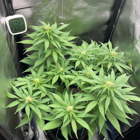 Diana growlog timeline photo