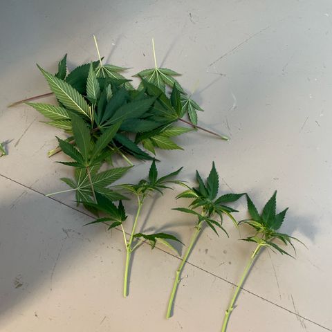 Diana growlog timeline photo