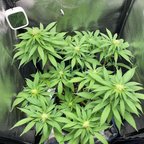 Diana growlog timeline photo
