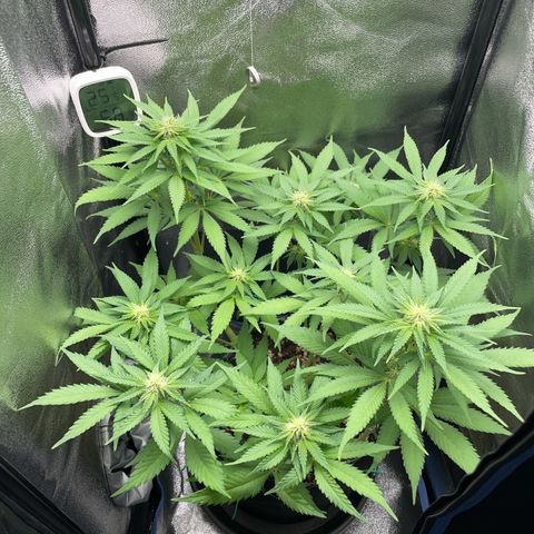 Diana growlog timeline photo