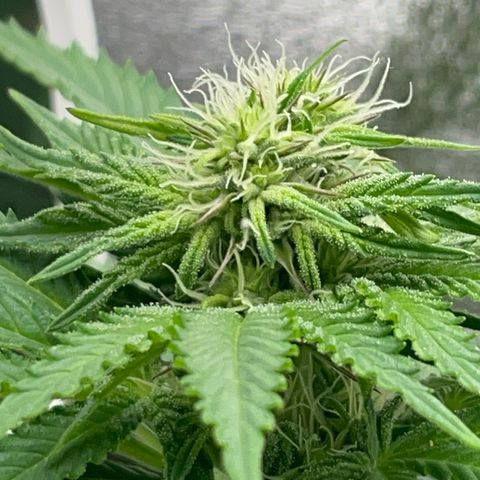 Diana growlog timeline photo