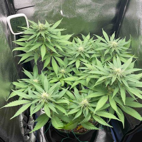 Diana growlog timeline photo