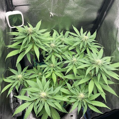 Diana growlog timeline photo