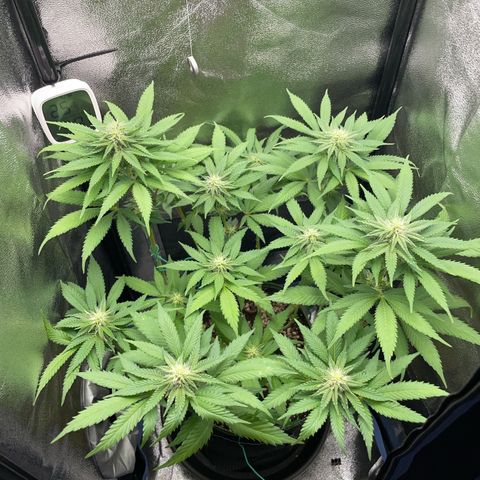Diana growlog timeline photo