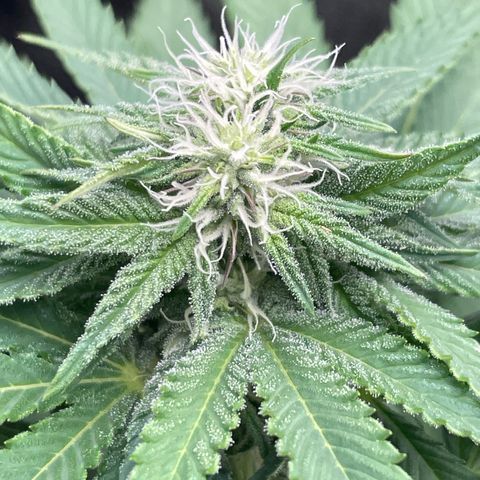 Diana growlog timeline photo