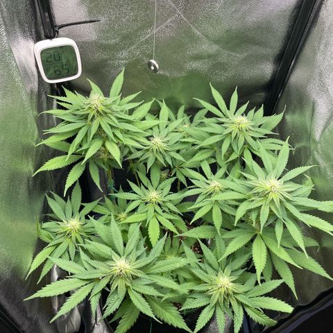 Diana growlog timeline photo