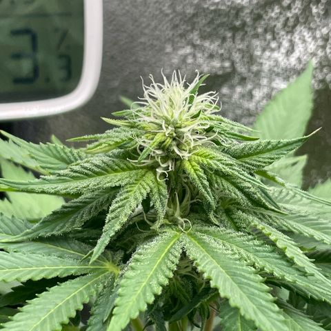 Diana growlog timeline photo