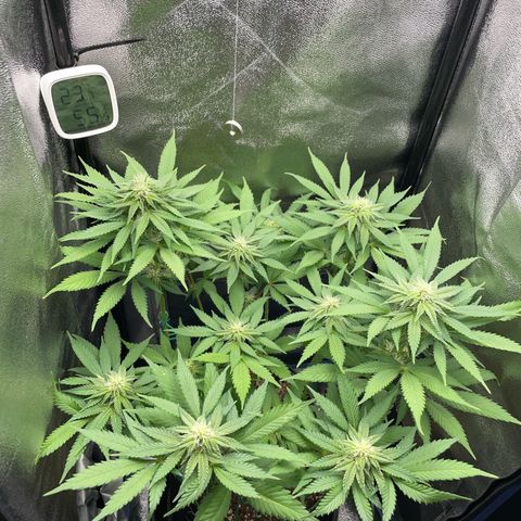 Diana growlog timeline photo
