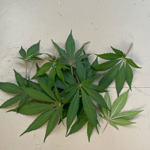 Diana growlog timeline photo