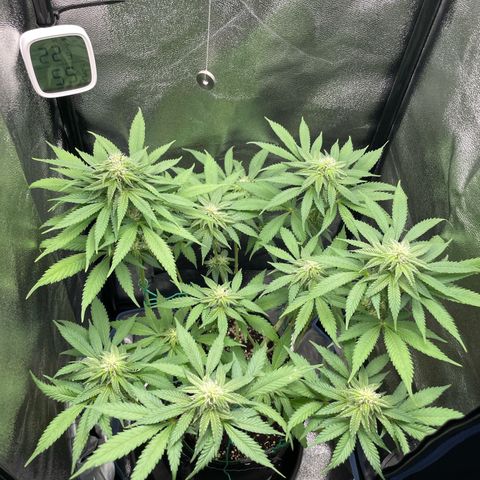 Diana growlog timeline photo
