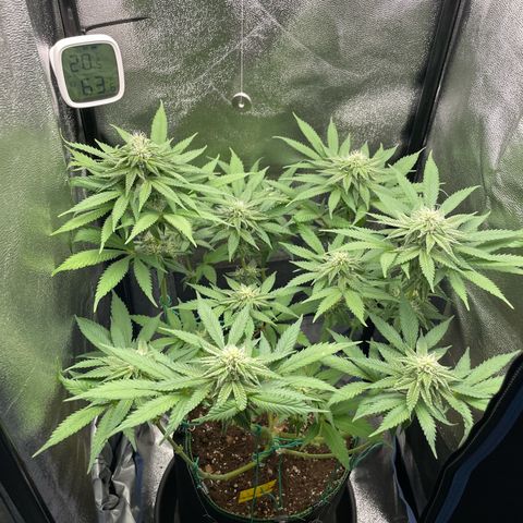 Diana growlog timeline photo