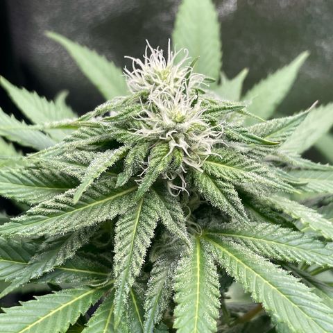 Diana growlog timeline photo