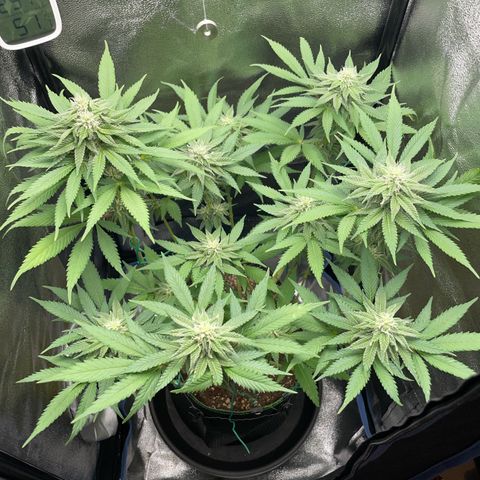 Diana growlog timeline photo