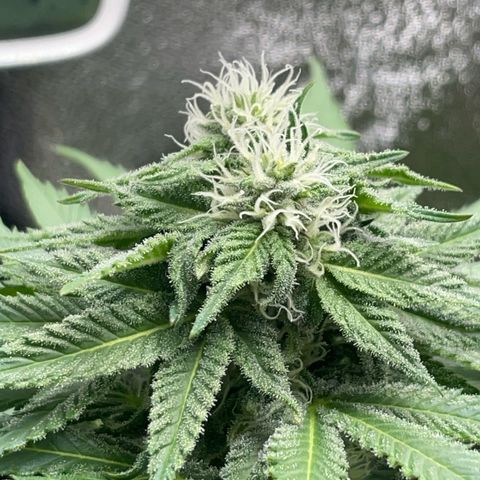 Diana growlog timeline photo