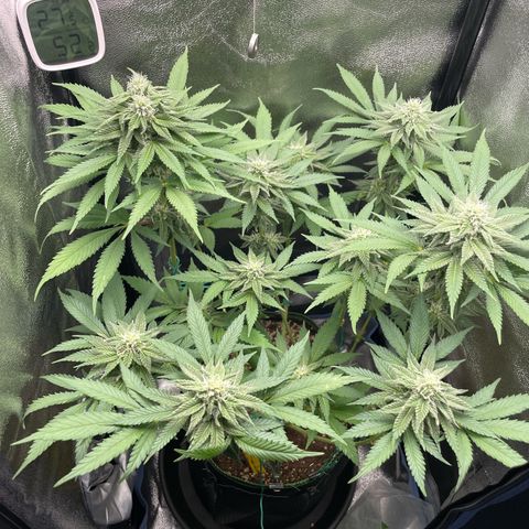 Diana growlog timeline photo