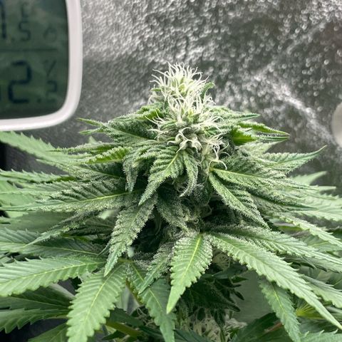 Diana growlog timeline photo