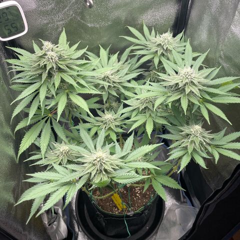 Diana growlog timeline photo