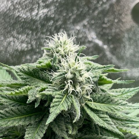 Diana growlog timeline photo