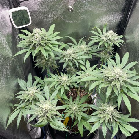 Diana growlog timeline photo