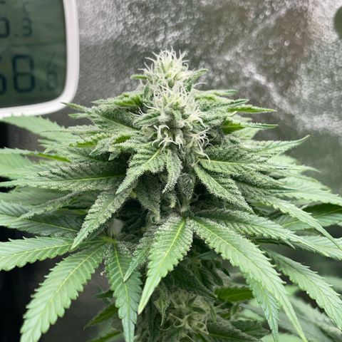 Diana growlog timeline photo