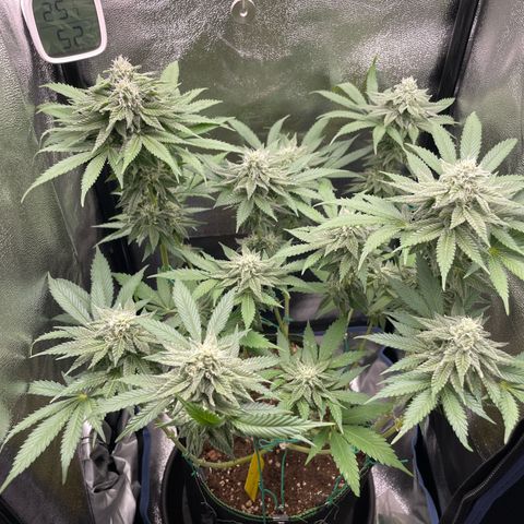 Diana growlog timeline photo