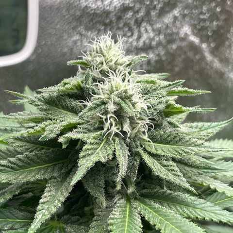 Diana growlog timeline photo