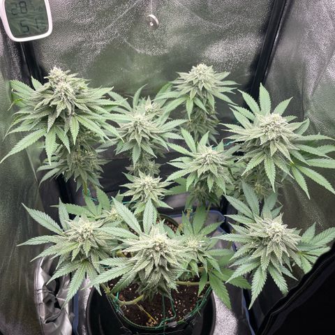 Diana growlog timeline photo