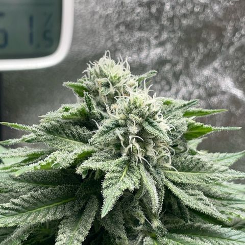 Diana growlog timeline photo