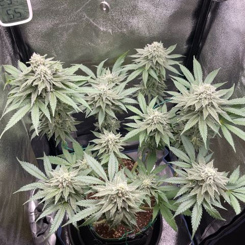 Diana growlog timeline photo