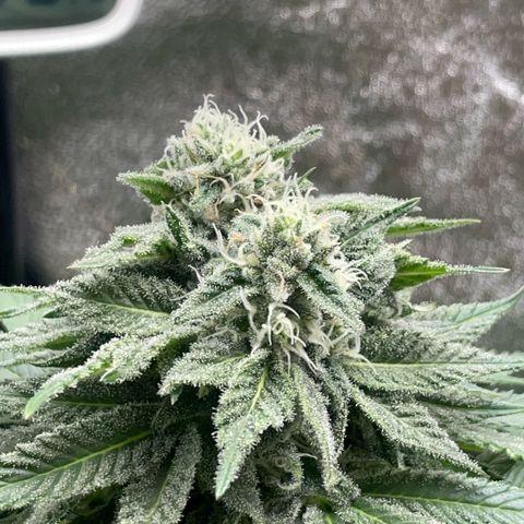 Diana growlog timeline photo
