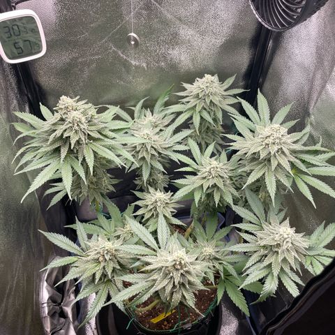 Diana growlog timeline photo