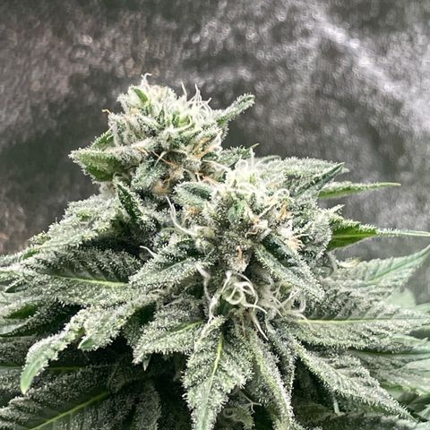 Diana growlog timeline photo