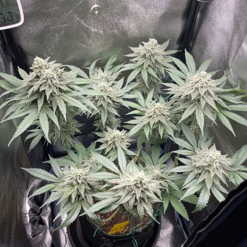 Diana growlog timeline photo