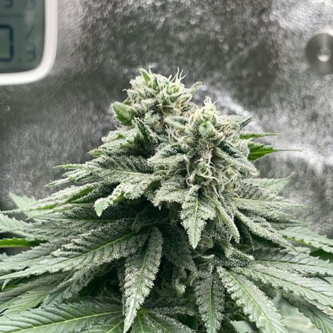 Diana growlog timeline photo