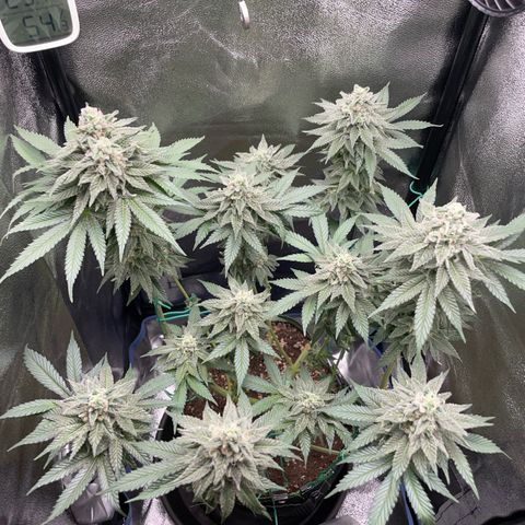 Diana growlog timeline photo