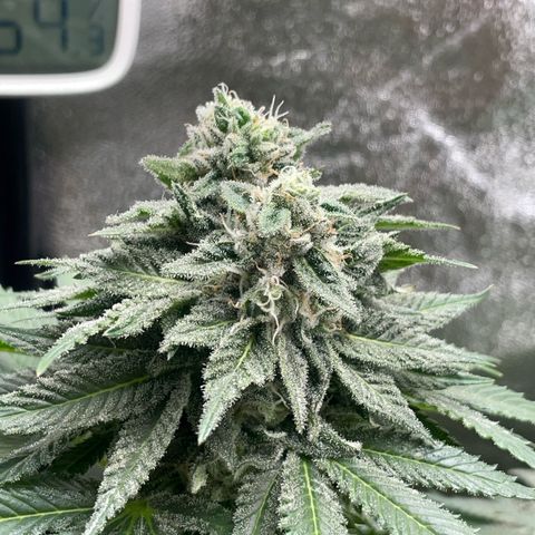 Diana growlog timeline photo