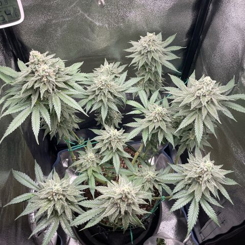 Diana growlog timeline photo