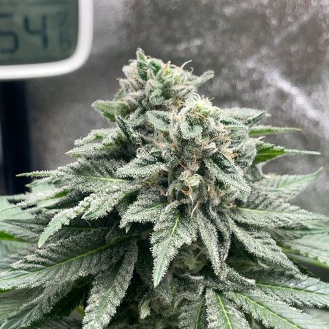 Diana growlog timeline photo